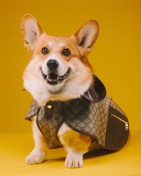 pet gucci